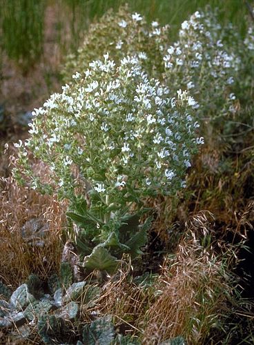 Salvia aethiopis